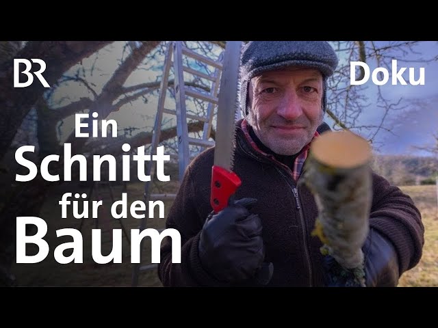 Streuobstwiesen: Baum zuschneiden und Baumpflege mit dem Schmidt Max | freizeit | Doku | BR