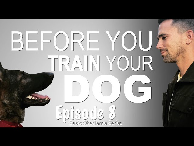 Before you train your dog. Episode 8