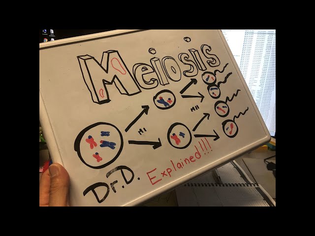 Meiosis explained!