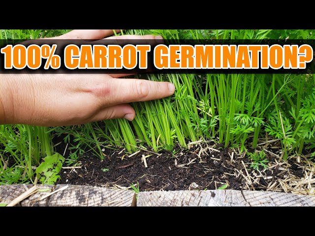 Carrot Seeding Strategies - Garden Quickie Episode 54