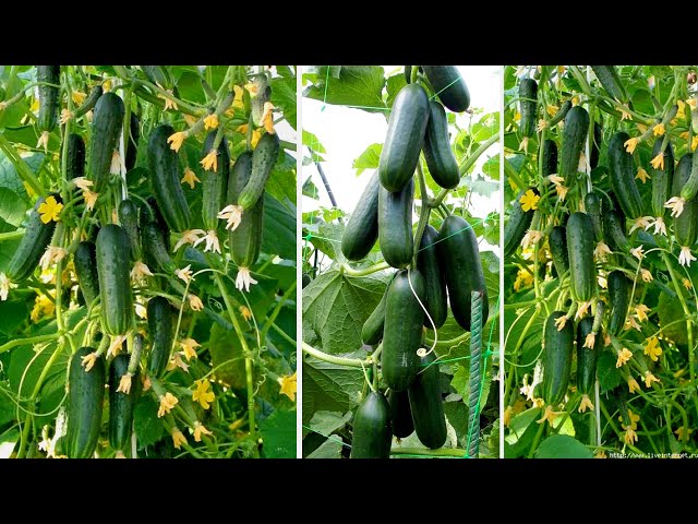 Tips for growing cucumbers at home for many fruits, 100% success for beginners