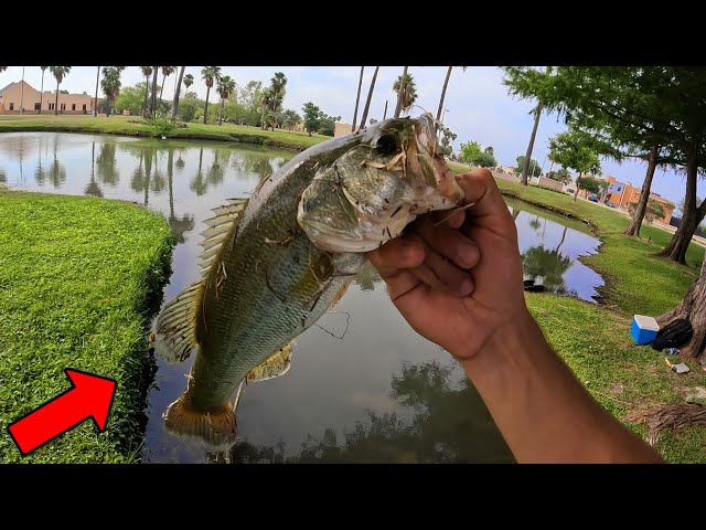 Largemouth BASS Catch and Cook