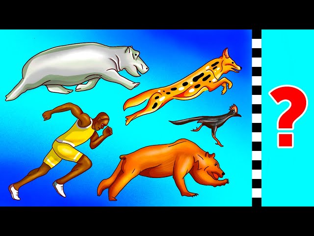 What Animals You Can't Outrun Even in 3 Minutes