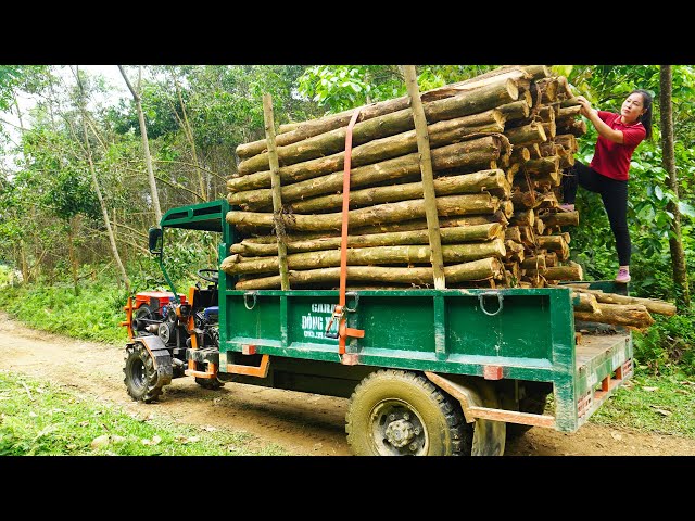 Use Trucks To Transport Rented Lumber From Forest To The Lumberyard - Timber Exploitation