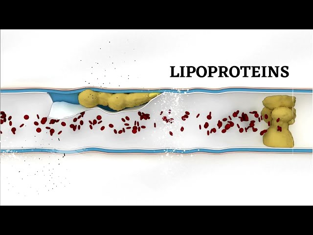ASCP | MLS | MLT | Chemistry | Proteins part 3