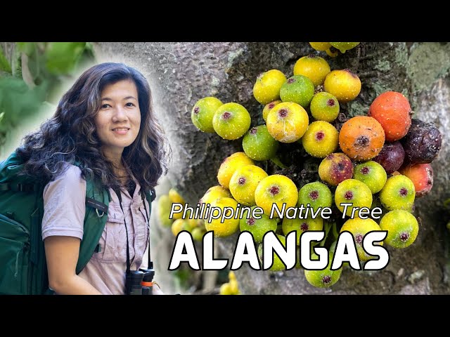 #PhilippineNativeTrees: Alangas (𝘍𝘪𝘤𝘶𝘴 𝘩𝘦𝘵𝘦𝘳𝘰𝘱𝘰𝘥𝘢)