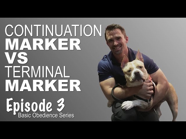 Dog Training | Continuation Marker vs The Terminal Marker - Episode 3