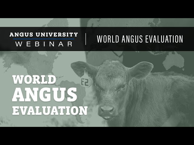 World Angus Evaluation | WEBINAR - Oct. 10, 2023