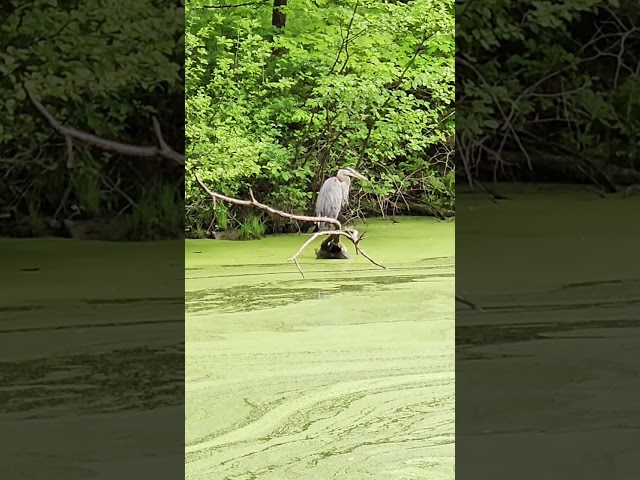 Great Blue Heron does not like mosquitoes