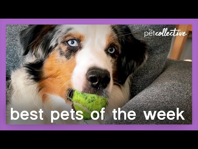 Ball Is Life | Best Pets of the Week
