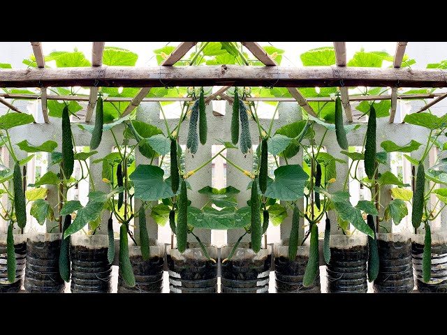 Become a millionaire by growing Japanese cucumber varieties   making the impossible possible
