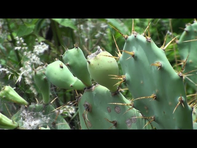 Cactus to Biogas