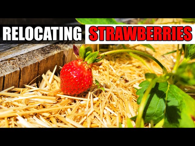 Relocate A Strawberry Plant - Garden Quickie Episode 72