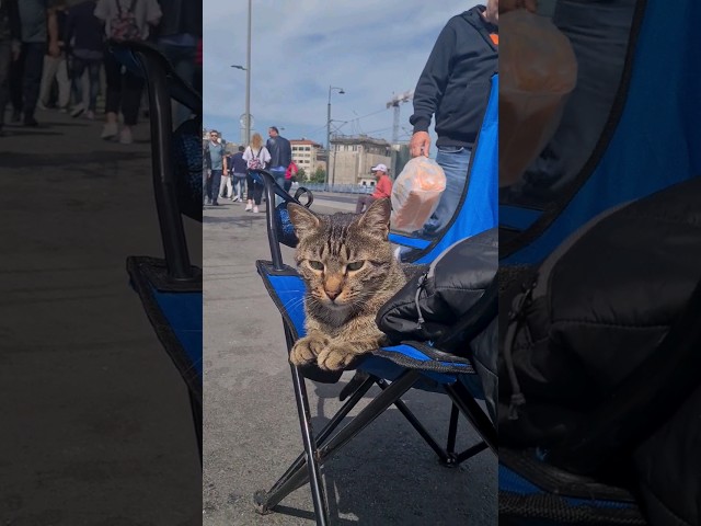 The cat that came to fish with its fisherman owner.