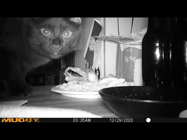 Christmas Cookie Cat Trail Camera