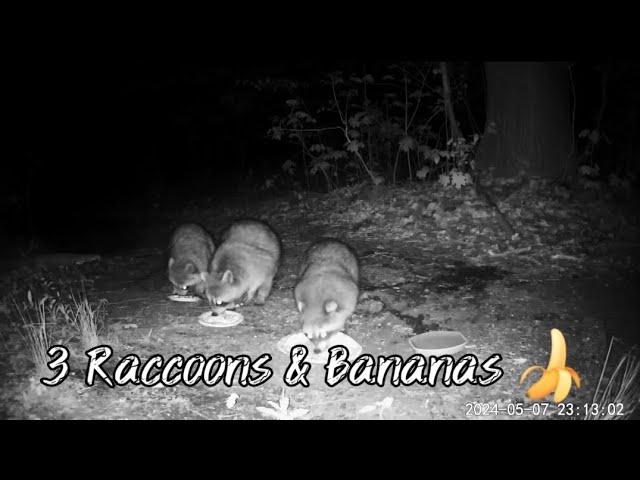Raccoons going bananas for 🍌! #raccoon #trailcam #wildlife