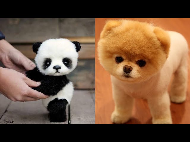 Cutest pet Animals in the World | Funniest Animals Try not to laugh | Funny Animal Videos for Kids
