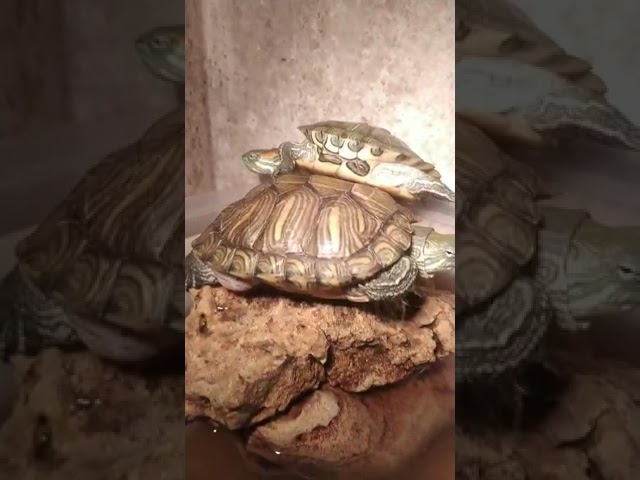 Sleeping Beauty 😍😴#tortoise #turtle #tortise #turtleneck #turtlefights #turtles