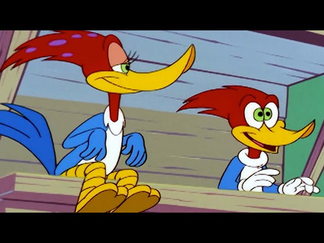 Woody Woodpecker | The Rare Woodpecker + More Full Episodes