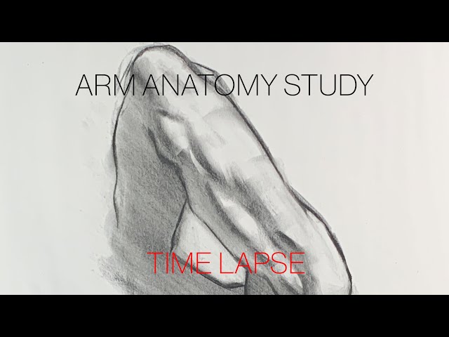 Arm Anatomy Study - Time Lapse