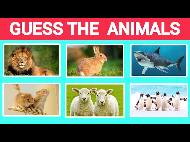 Guess 20 Animals in 4 Seconds🐬🐧  | Easy, medium, hard
