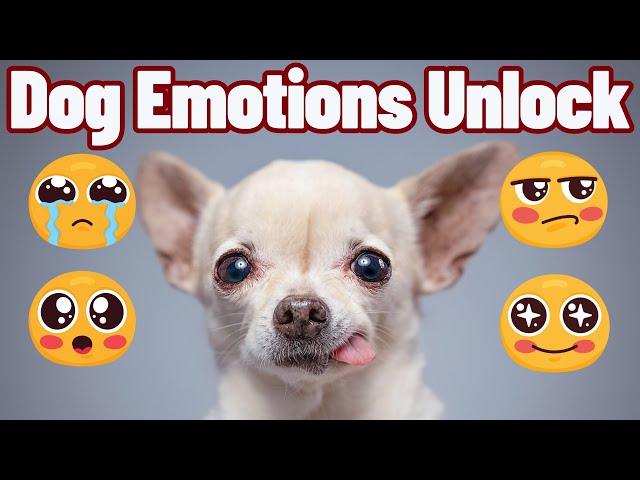 Unlock You Dog's Emotional World with Ease