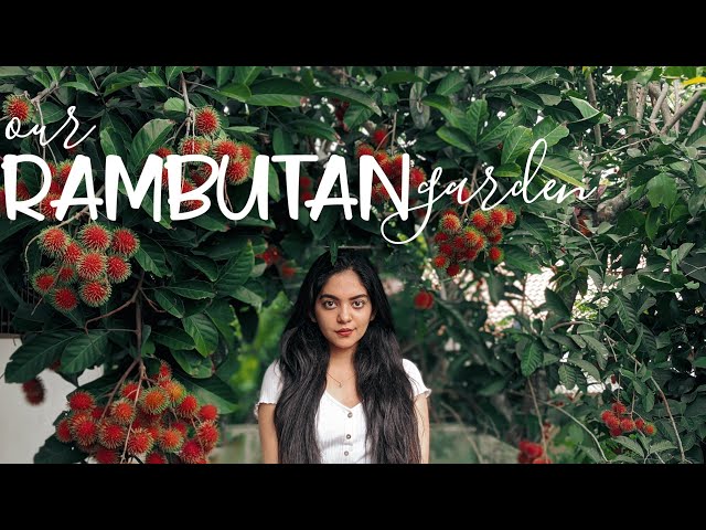 It's Rambutan Time | Home Vlog | Ahaana Krishna