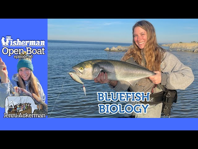 Open Boat Bluefish Biology ep. 46