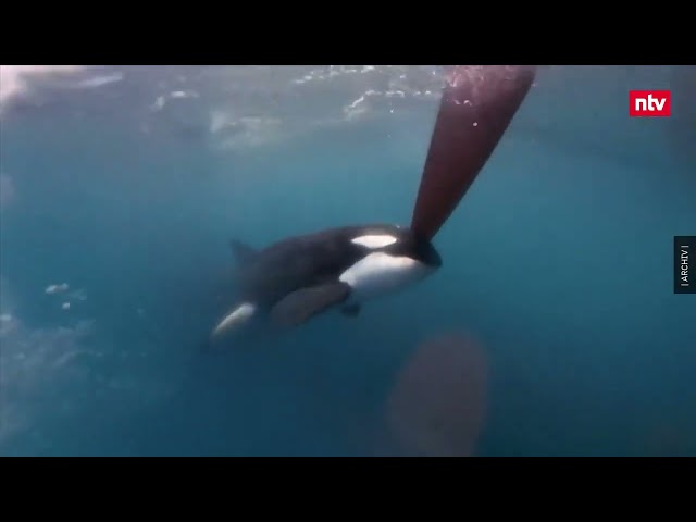Schiffbrüchige gerettet - Orcas versenken Segeljacht | ntv