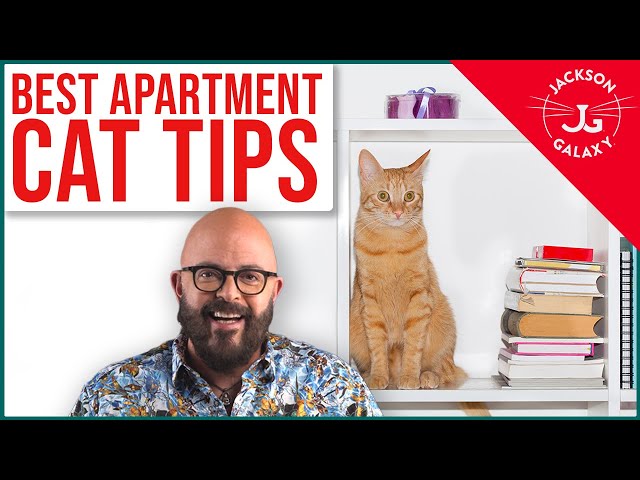 BEST Apartment Cat Hacks