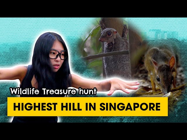Singapore protects corridors for wildlife to travel! | Exploring with MJ