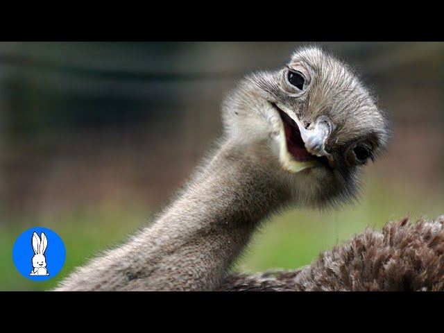 Cheeky Ostrich Attacks  - FUNNIEST compilation