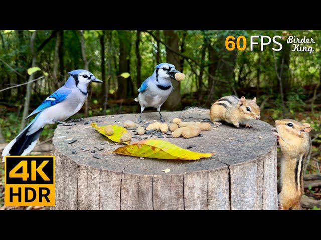 Cat TV for Cats to Watch 😺 Endless Squirrels and Birds 🐿 8 Hours 4K HDR 60FPS