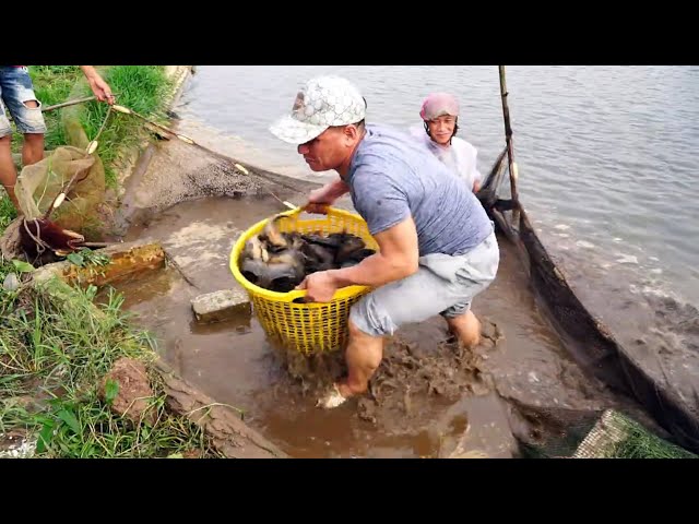 Harvested 2 tons of Anabas fish, extremely large fish, sold fish at the pond