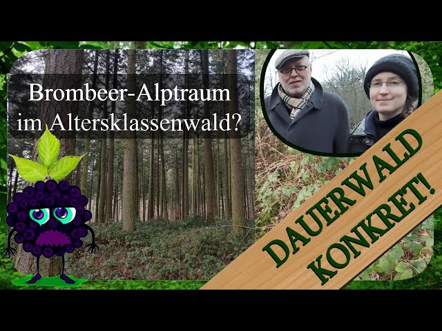 Zuschauerfrage #1 Brombeeren & Fichten-Altersklassenwald | Dauerwald Konkret!