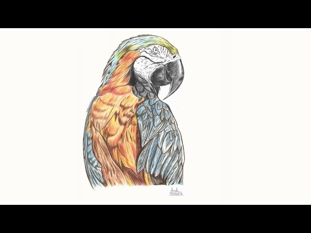 Прорисовка попугая / How to draw a parrot