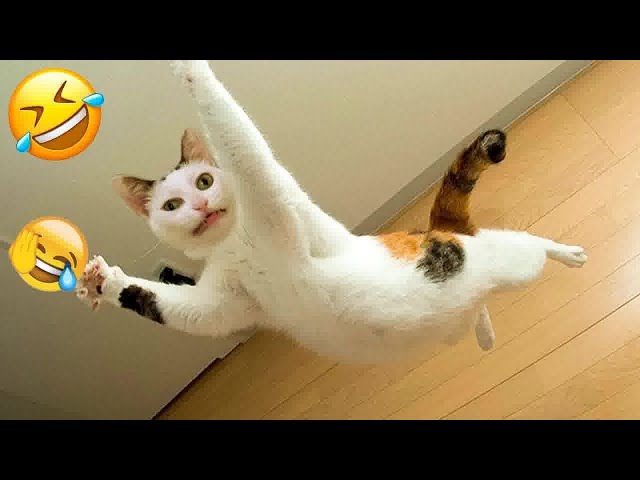 🐕😆 Funniest Cats and Dogs 🐕🙀 Funny Animal Moments # 14
