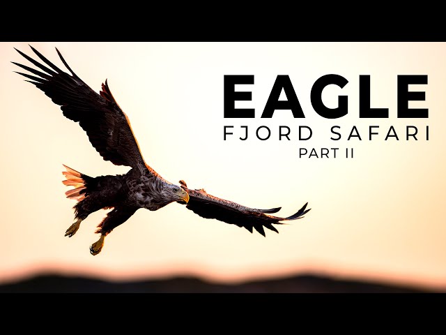 Eagle Fjord Safari Among the Islands of Flatanger | Bird Photography | BioFoto Part 2/2