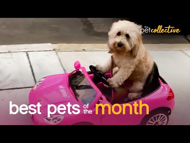 Stylish Dogs | Best Pets of the Month