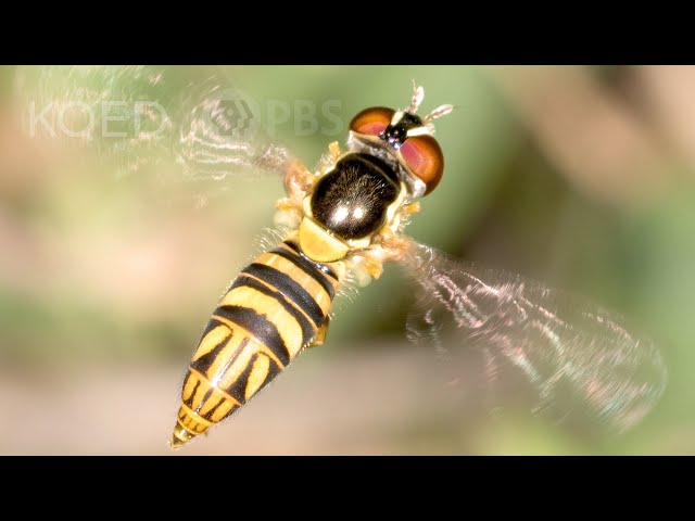 How Hoverflies Spawn Maggots that Sweeten Your Oranges | Deep Look