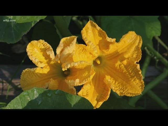 How to tell apart male & female squash flowers