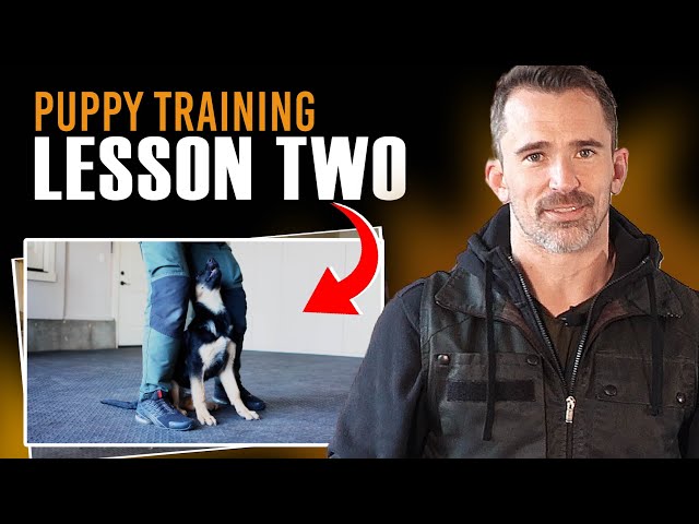 Transform Your Puppy's Behavior with Lesson Two!