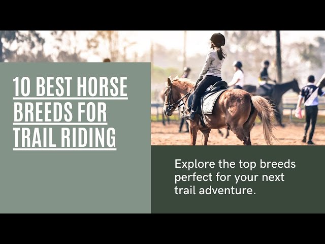 Top 10 Horse Breeds for Trail Riding