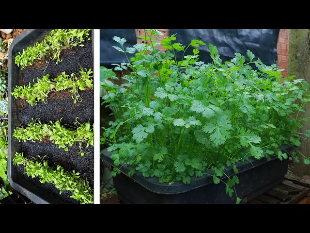 Grow fast growing coriander at home from seeds