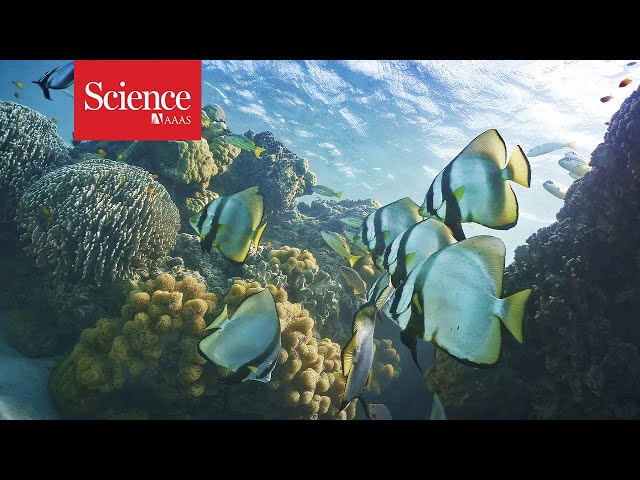 Watch—and hear—the impact human noises have on marine life