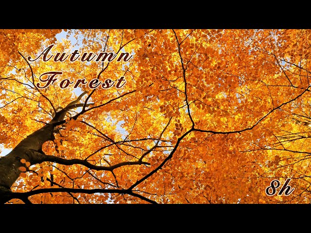 Relaxing Nature Sounds: Autumn Forest Tranquility, Birds Singing, Fall Colours - Sleep & Relax 8 Hrs