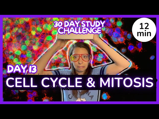Day 13: Cell Cycle & Mitosis - 30 Day Biology Study Challenge 2024