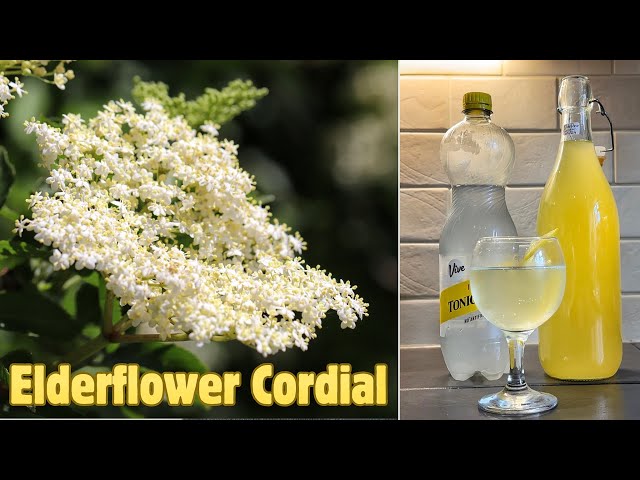 Elderflower Cordial- Easy Recipe