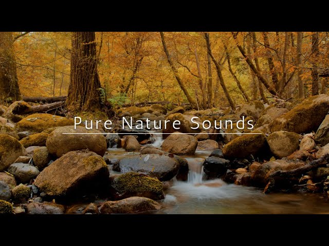 - 3 Hours - Pure Nature and Water Sounds with Rich Fall Colors  #WaterSounds #RiverSounds