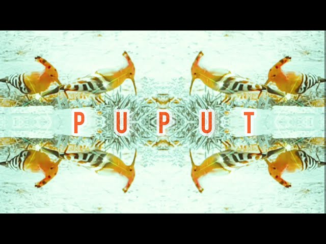 ZaPaTaZz - PuPuT (Official Video)